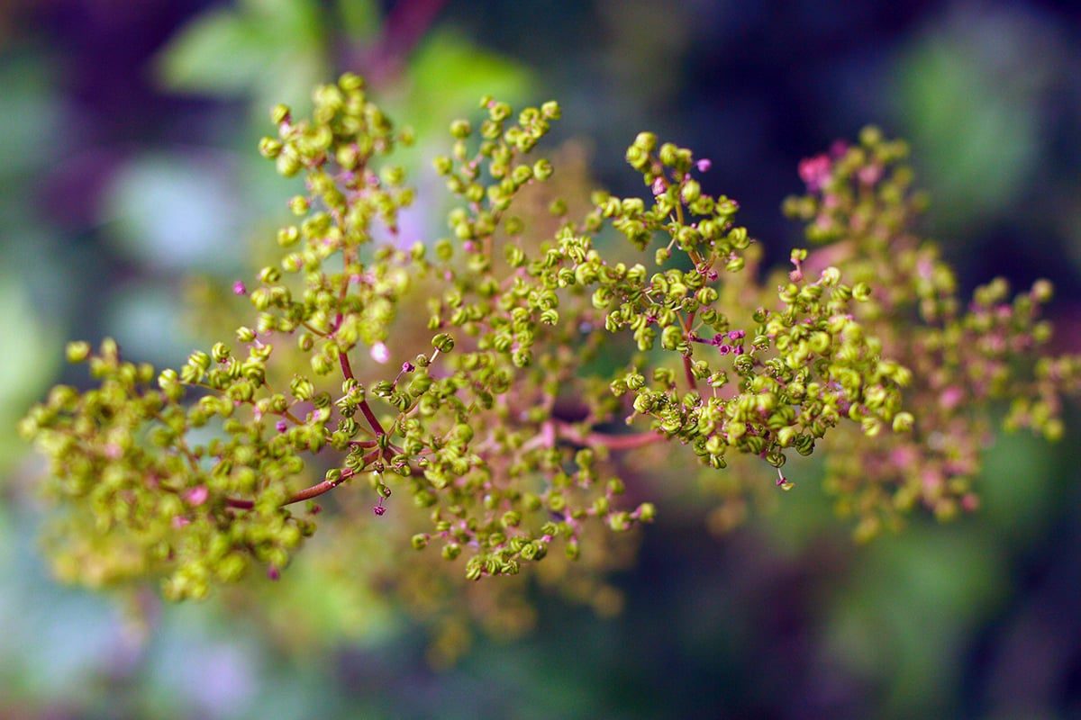 Microcosmos
