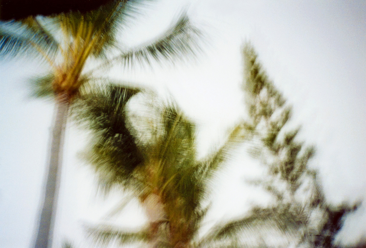 Palms