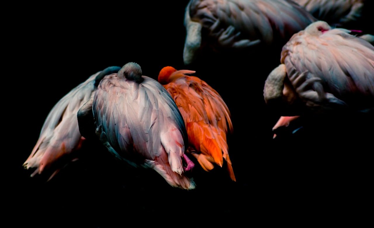 sleeping-flamingos